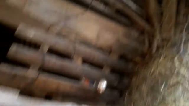 Вьетнамские поросята 2 месяца )) смотреть онлайн