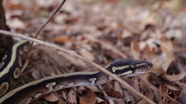 5 Things I Didn't Expect while Keeping Reptiles смотреть онлайн