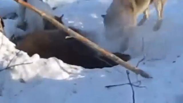 ОХОТА НА МЕДВЕДЯ / РАЗБУДИЛИ ИЗ ЗИМНЕЙ СПЯЧКИ смотреть онлайн
