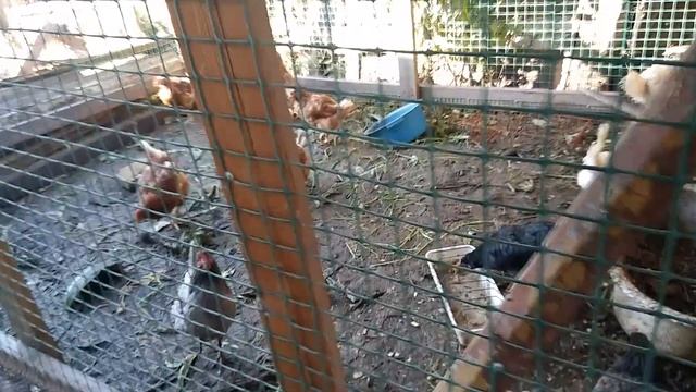 Курятник дёшево и быстро часть2. смотреть онлайн