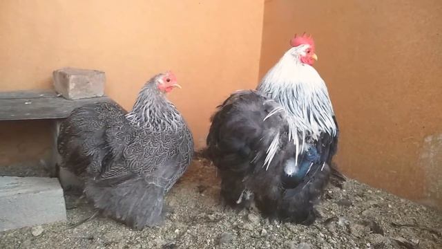 Томный карлик кохинхин смотреть онлайн