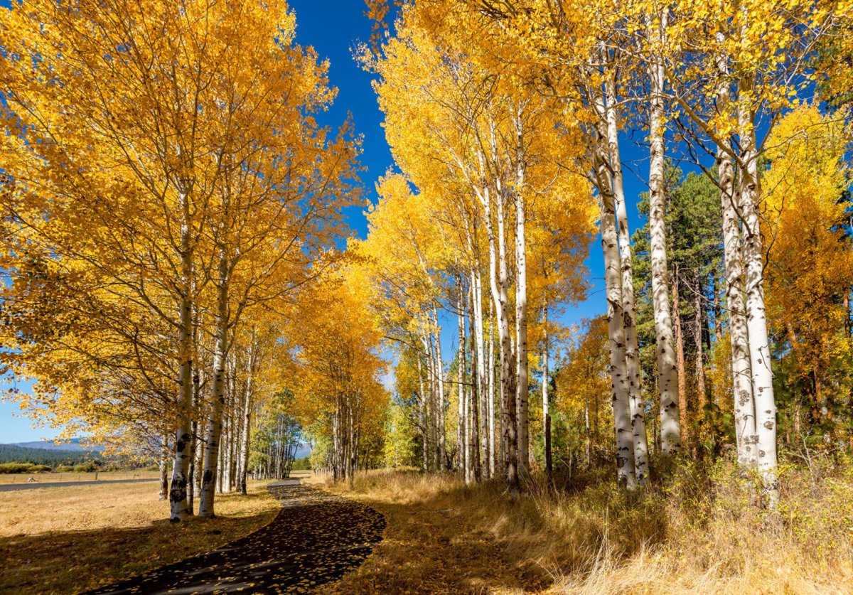 ОТГОВОРИЛА РОЩА ЗОЛОТАЯ...ЗОЛОТОЕ КОЛЬЦО. смотреть онлайн