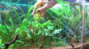 Что делать с  грязным грунтом в аквариуме