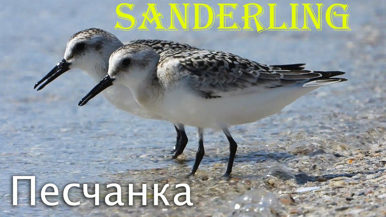 Песчанка на берегу острова Джарылгач / Sanderling смотреть онлайн