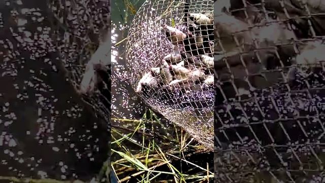 Омск Рыбалка Ильинские озера 3 смотреть онлайн