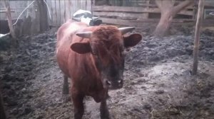 Содержание больших бычков зимой на улице!! Цена на говядину! Вольное содержание крс