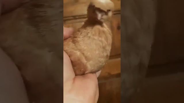 Голуби узбекской декоративный Дувухчуби просто ОГОНЬ ?@ смотреть онлайн