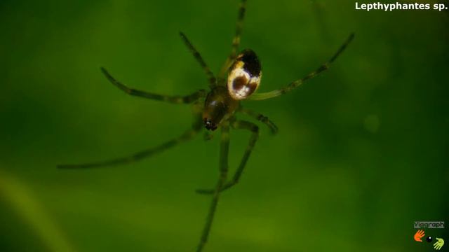 Vida al Detalle S1 Cap 02. Animales y Plantas vistos a través del Microscopio. смотреть онлайн
