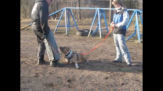 Амстафф Техас, 10 мес, тренинг по защите, Алекс Вяткин смотреть онлайн
