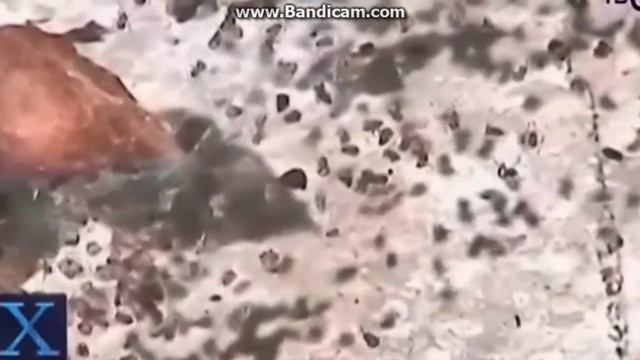 Мегрирование Каракурта (Чёрной Вдовы) смотреть онлайн