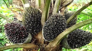 10 НЕОБЫЧНЫХ экзотических растений!