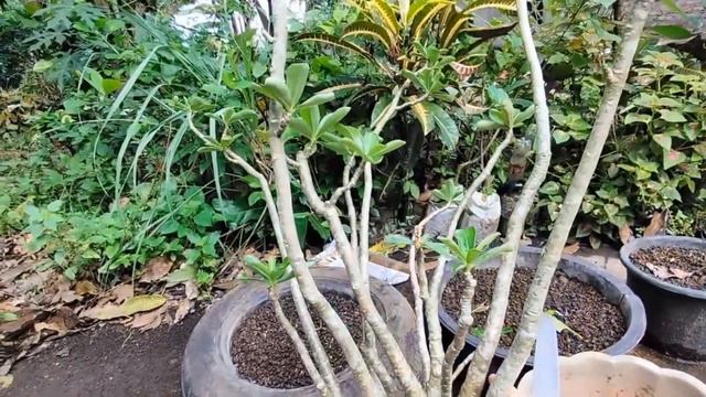 Cara Mudah Membuat Adenium Rimbun dan Berbunga Lebat. Easy Ways to Make Adenium Lush and Blooming. смотреть онлайн