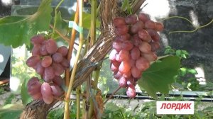 Сверхранние сорта винограда