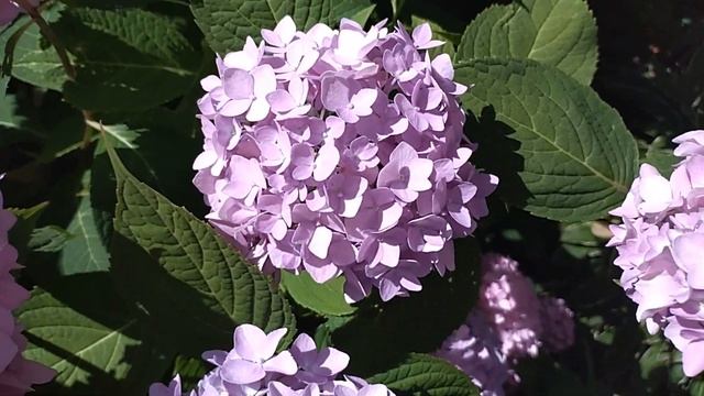 Сад в начале августа #дача#сад#цветник смотреть онлайн