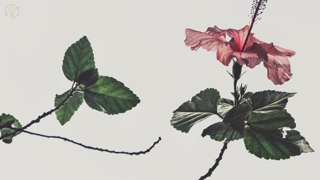 7 Signs That You're An ESFP Personality Type смотреть онлайн