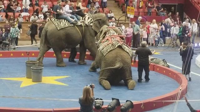 CIRCUS ELEPHANTS: Elephant Rides Onboard Asian & African Elephants, CANTON TADMOR SHRINE, 3/24/18.