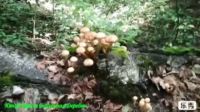 Хочу опята. смотреть онлайн