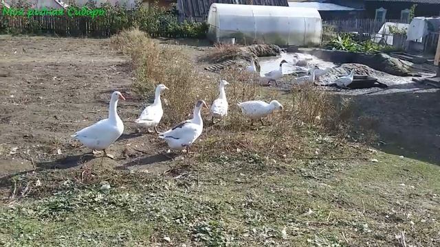 Осенние дела в огороде. Гуси вокруг нас ходят, летают, учат что и как делать надо! смотреть онлайн