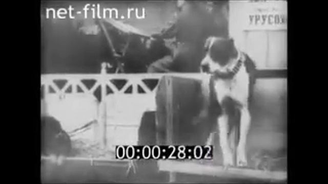 1910 год Российская Империя - выставка собак-Одесское общество правильной охоты" смотреть онлайн