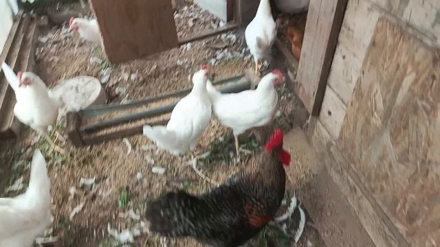 Продажа петушков Легбар, Ливенский ситцевый есть Леггорн белый. Красноярск. смотреть онлайн