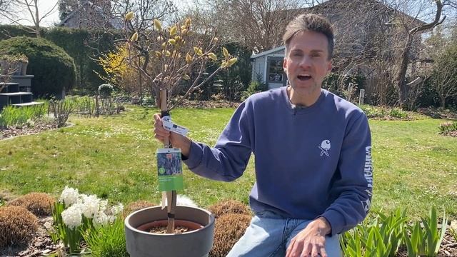 Growing wisteria in pots. How to trim wisteria. pruning wisteria. Glycinia. Baltic Gardening смотреть онлайн