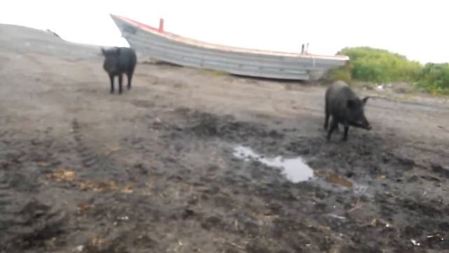 Дикие кобаны на юге Сахалина смотреть онлайн