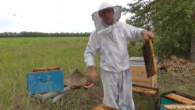 За три дня до медосбора .Отбор рамок с гречневым медом.Подготовка семьи к главному взятку. смотреть онлайн