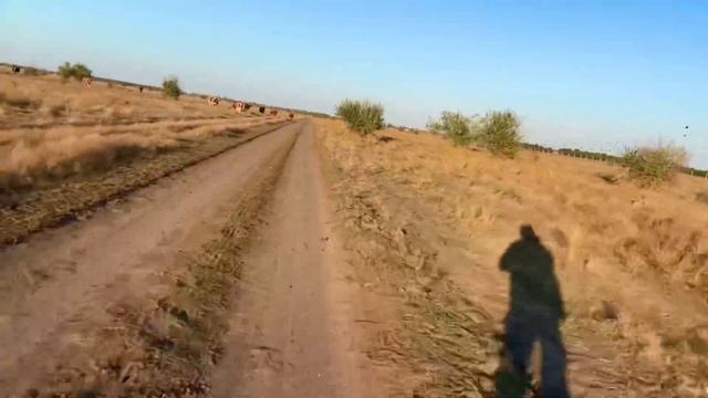 Ninebot Z10 cow situation смотреть онлайн