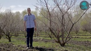 Как обрезать абрикос весной?