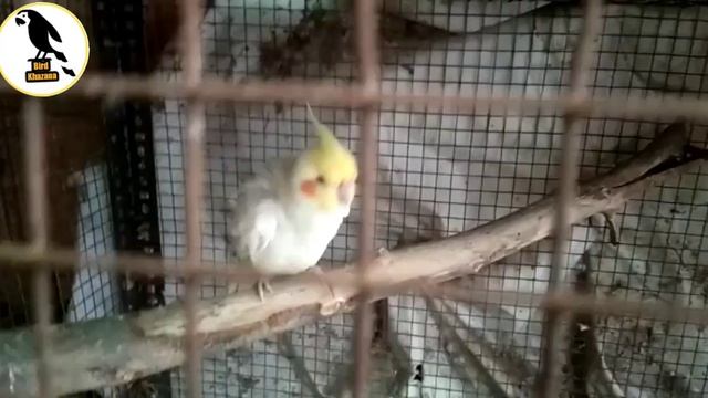 2 Pair Cocktail Breeder Pair With Eggs And 1 Piece Perl Female Available Location Ahmedabad Gujarat смотреть онлайн