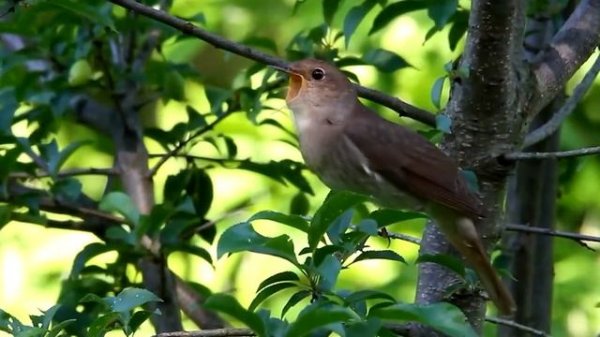 soloway и его главный хит лета