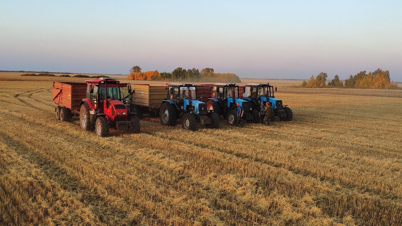 ACROS 550 VECTOR 410 MTZ 1221 уборка в разгаре.Видео с дрона (Сезон 2019)