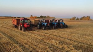 ACROS 550 VECTOR 410 MTZ 1221 уборка в разгаре.Видео с дрона (Сезон 2019)