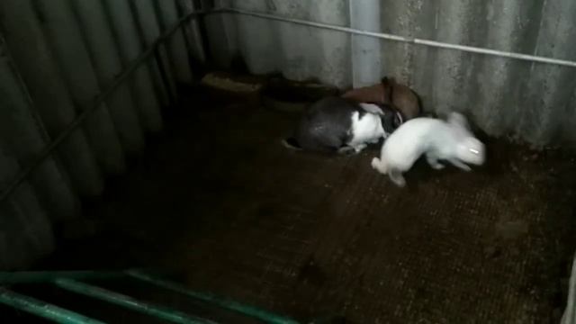 МАЛЕНЬКИЕ КРОЛЯТА В НОРЕ!!! смотреть онлайн