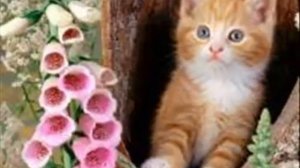 Детские песни  Кошка беспородная