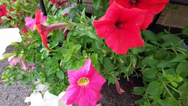 Rose Garden Epi: 44 , Petunia  Plant And Care, UK Malayalam  Garden,  Silgy's Rose Garden
