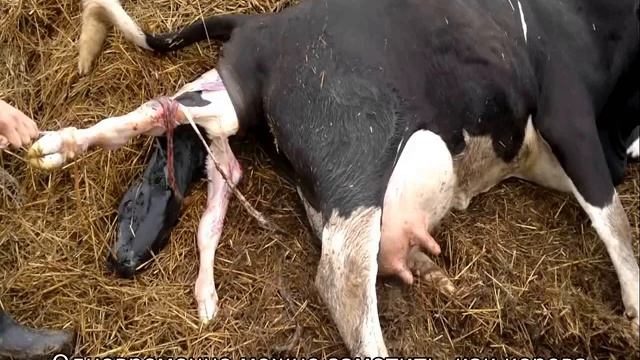 Как рожает корова смотреть онлайн