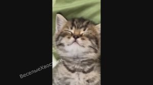 СМЕШНЫЕ ЖИВОТНЫЕ 2023 ЛУЧШИЕ ПРИКОЛЫ С КОТАМИ И CОБАКАМИ