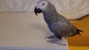 НЕ ЗАВОДИТЕ НИКОГДА попугая жако, пока не посмотрите это видео!