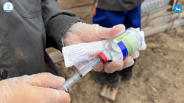 Отлов безнадзорных собак смотреть онлайн