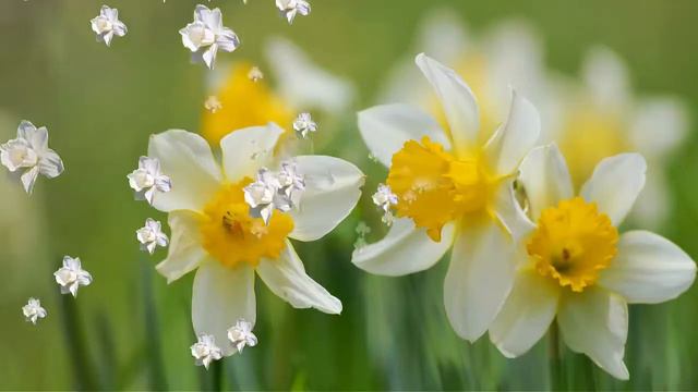 Футаж 8 марта нарцисы 2 Футажи для видеомонтажа. Футажи бесплатно. смотреть онлайн