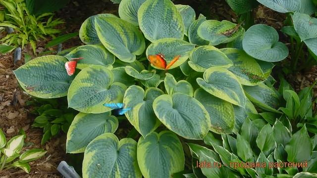 Хоста гибридная Токудама Флавоцирциналис ? обзор: как сажать, луковицы хосты смотреть онлайн