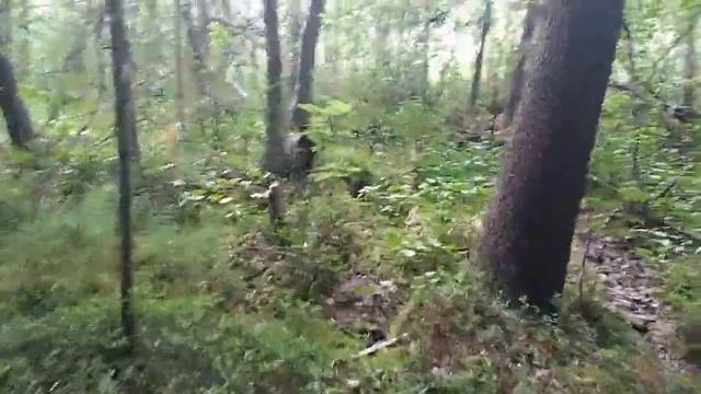 Первый раз в этом году идём в лес. Дозрела ли морошка? Будет ли черника? смотреть онлайн