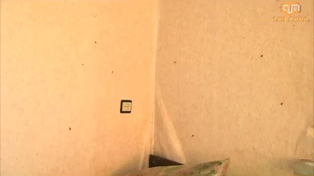 Люди против тараканов. Дом по адресу ул.Элеватор 3 - государство без государства смотреть онлайн