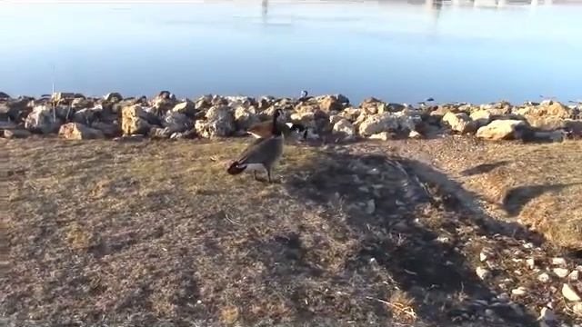 Geese Gulp Down Dinner in Setting Sun смотреть онлайн