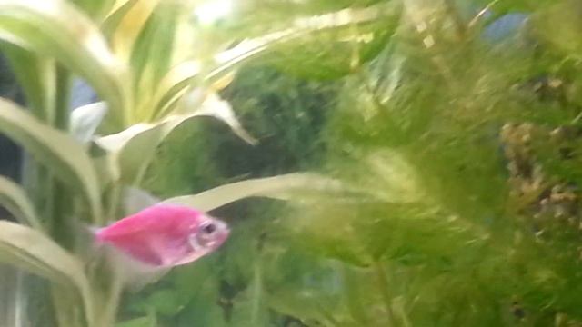 ТЕРНЕЦИЯ - УХОД, СОДЕРЖАНИЕ | АКВАРИУМНЫЕ РЫБЫ #3 смотреть онлайн