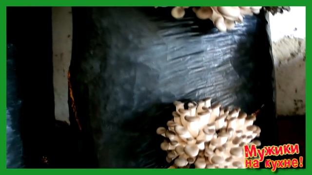 Грибы в гараже на готовых блоках.Первый опыт. смотреть онлайн