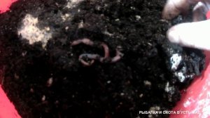 ЧЕРВИ ДЛЯ РЫБАЛКИ!!! ЧЕМ КОРМИТЬ!!!