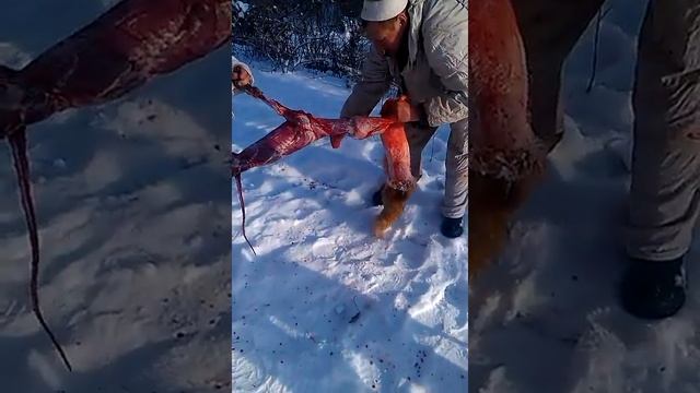 как снять шкуру из лисы смотреть онлайн