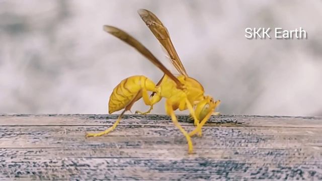 ततैया के काटने का घरेलू उपचार/Wasp Bite Home Remedy смотреть онлайн